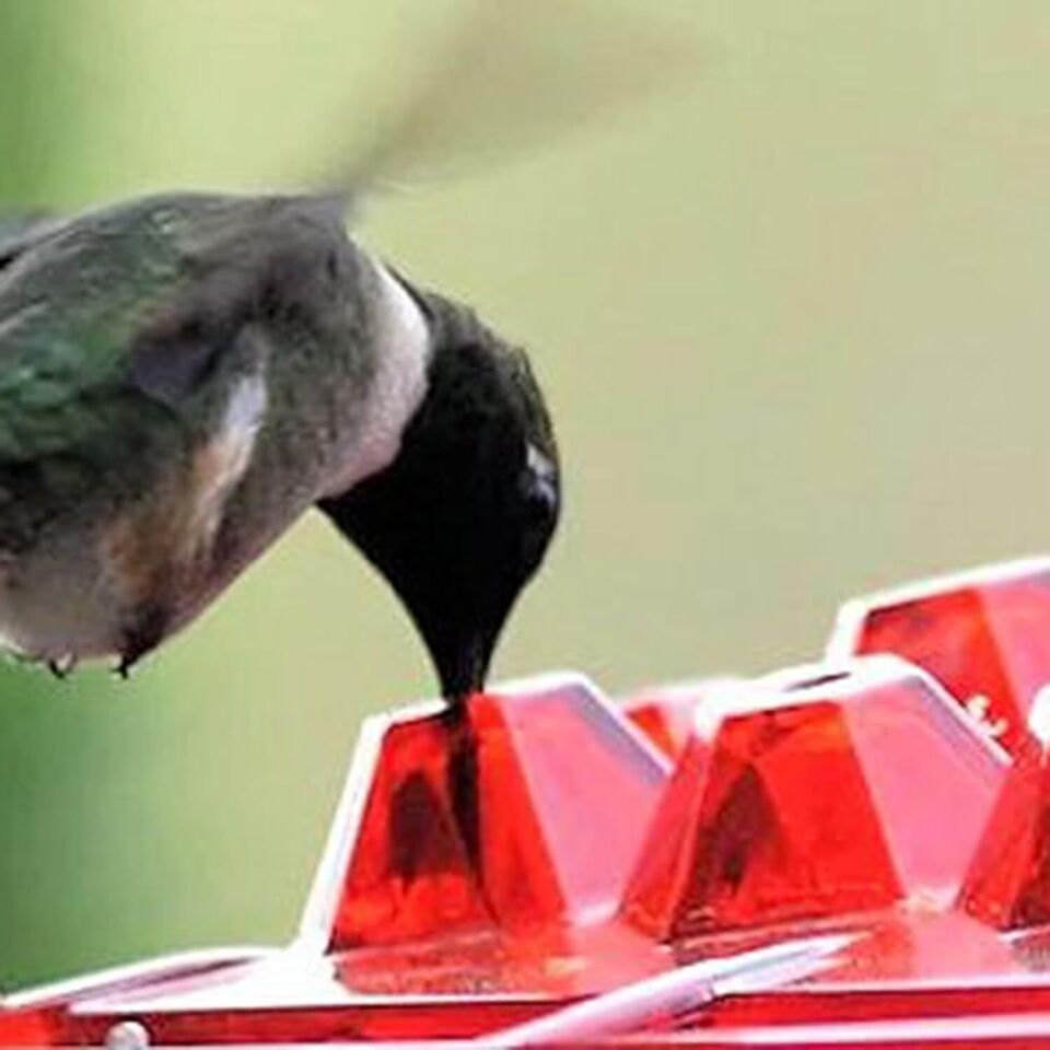 Hummingbird Feeder - Ant-Proof - Outdoor Hanging with Perch