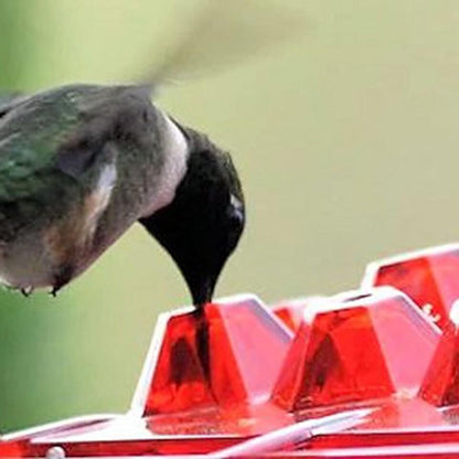 Hummingbird Feeder - Ant-Proof - Outdoor Hanging with Perch